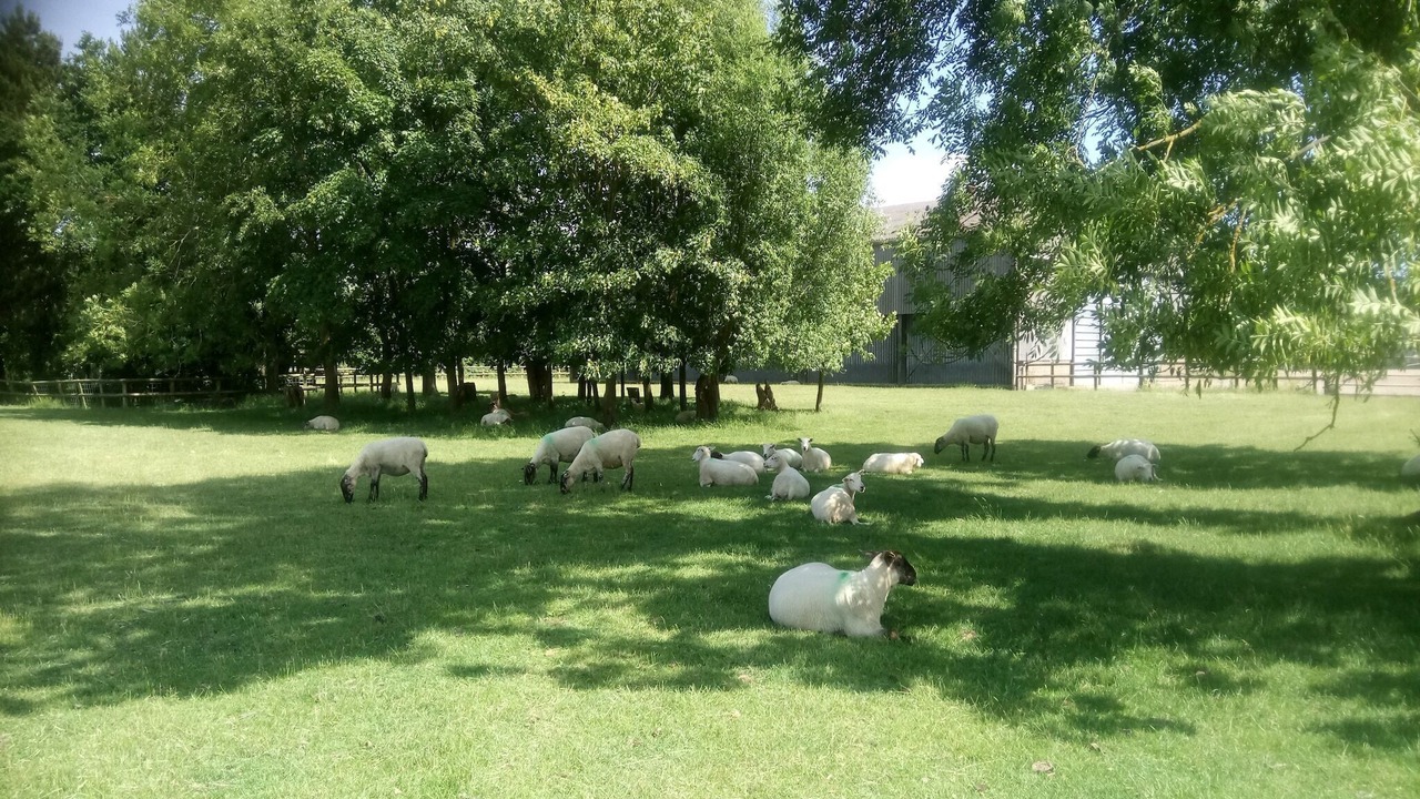 Photo of Others in Romney Marsh