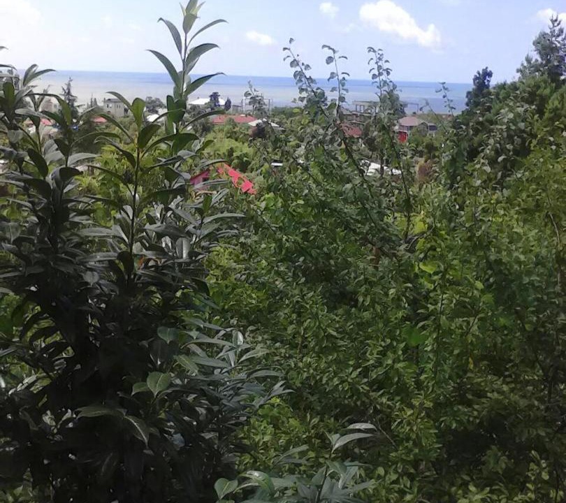 Photo of Outdoor in Chakvi