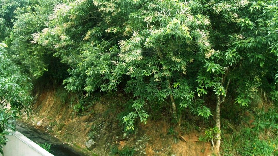 Photo of Outdoor in Anniwatta