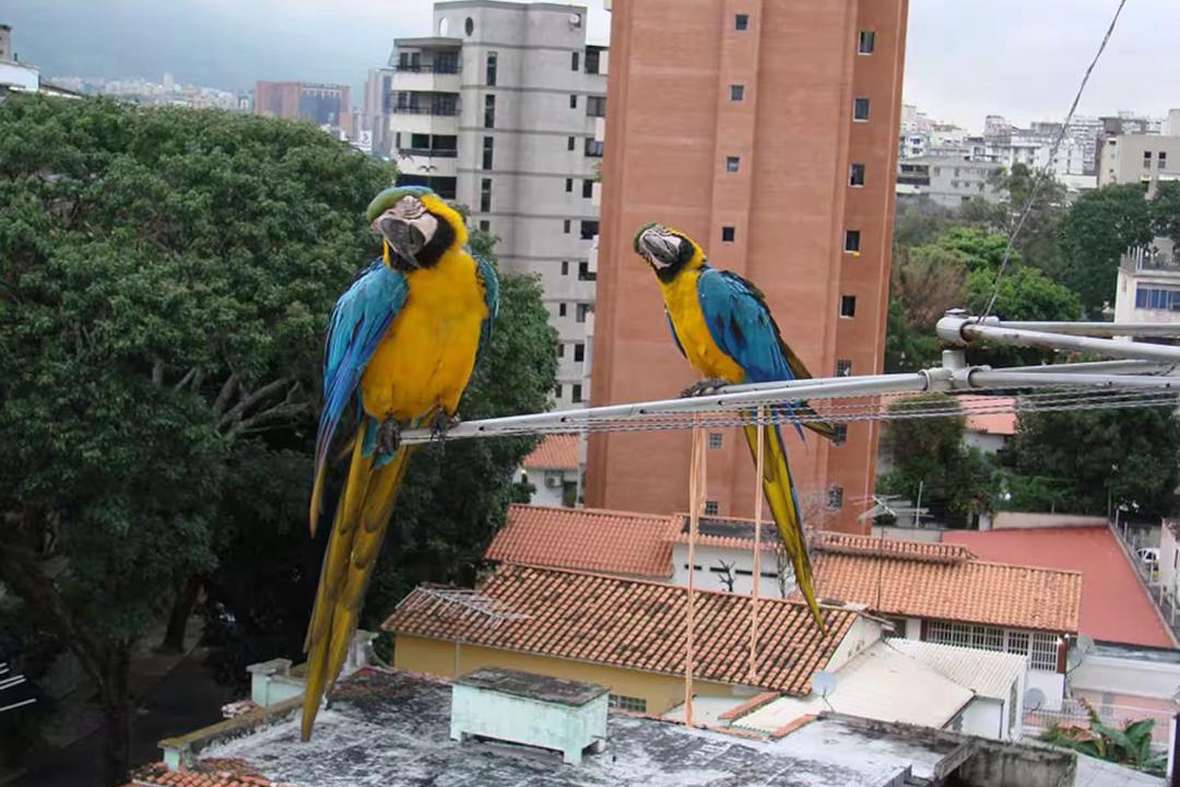 Photo of Others in Downtown La Paz