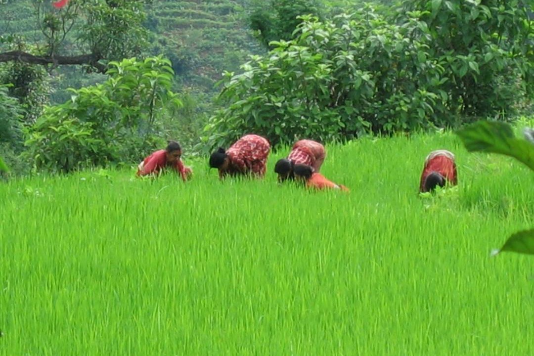 Photo of Others in Pokhara