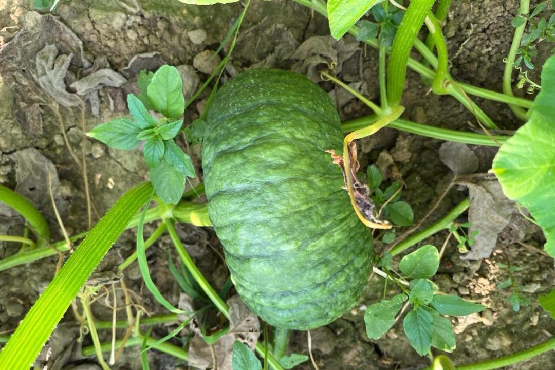 Photo of Outdoor in Marcon