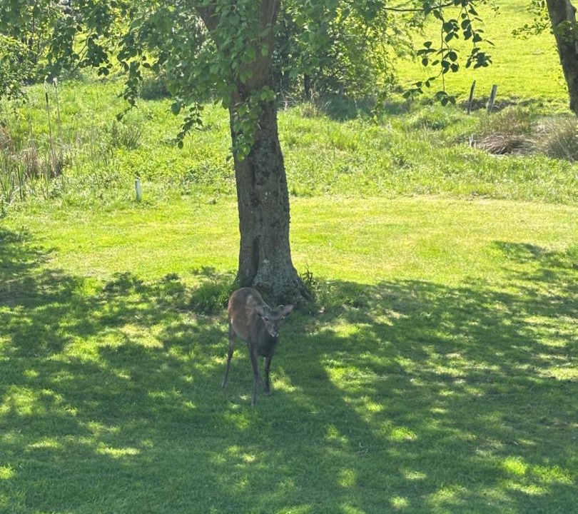 Photo of Others in Knockaderry Cross Roads