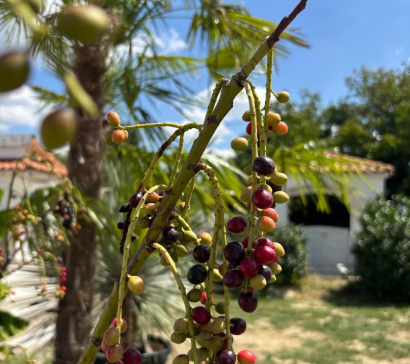 Photo of Outdoor in Pazmandfalu