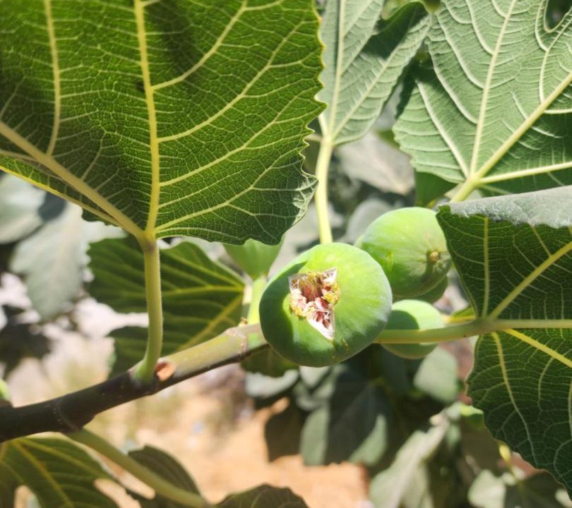 Photo of Outdoor in Al Jubeiha