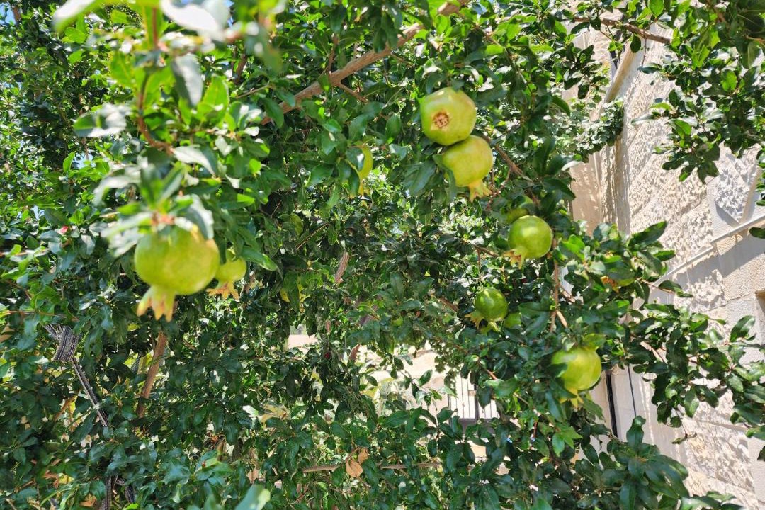 Photo of Others in Al Jubeiha