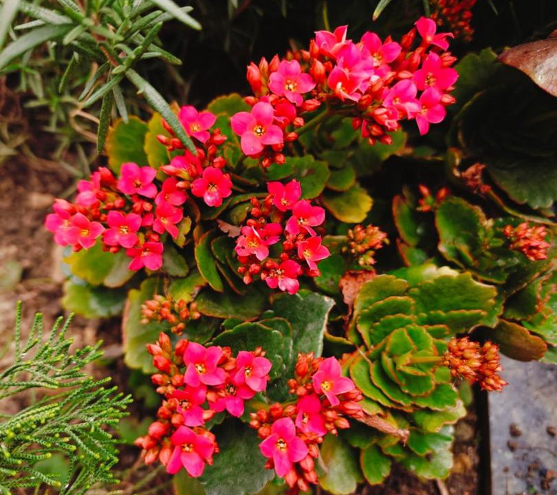 Photo of Outdoor in Gangtok