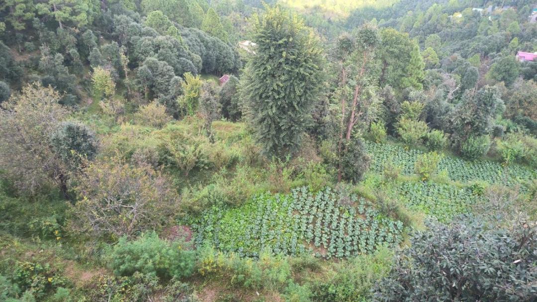 Photo of Others in Mukteshwar