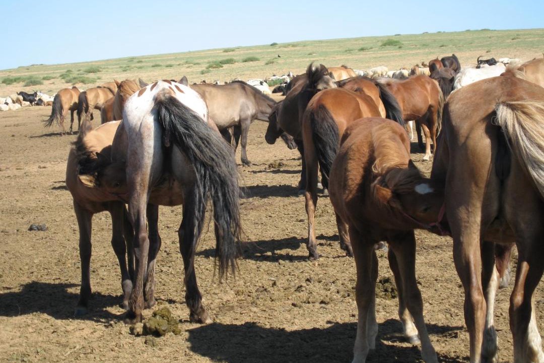 Photo of Others in Sergelen