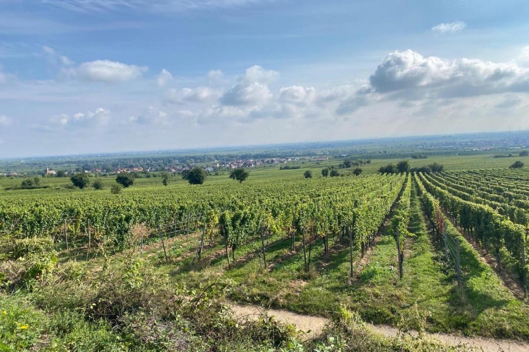 Photo of Others in Deidesheim
