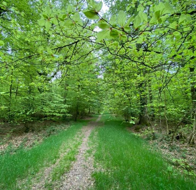 Photo of Others in Paimpont