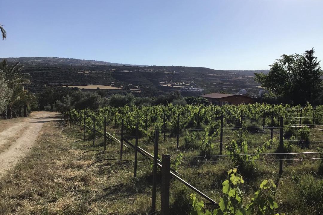 Photo of Others in Pano Arodhes