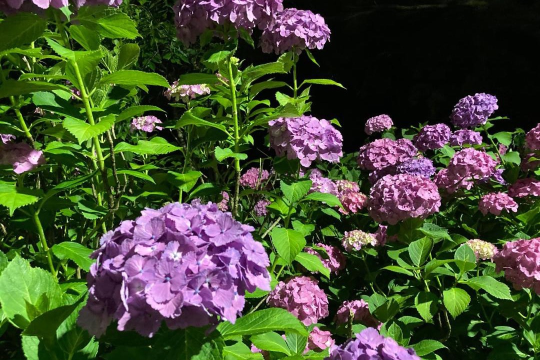 Photo of Outdoor in Hakone