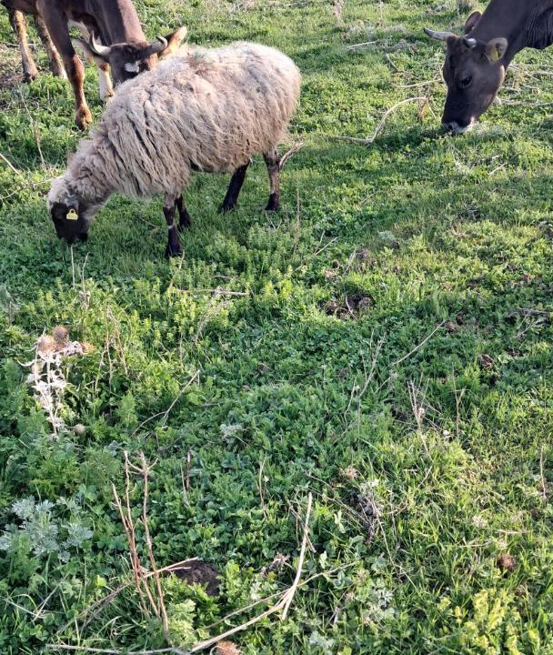 Photo of Outdoor in Sevan