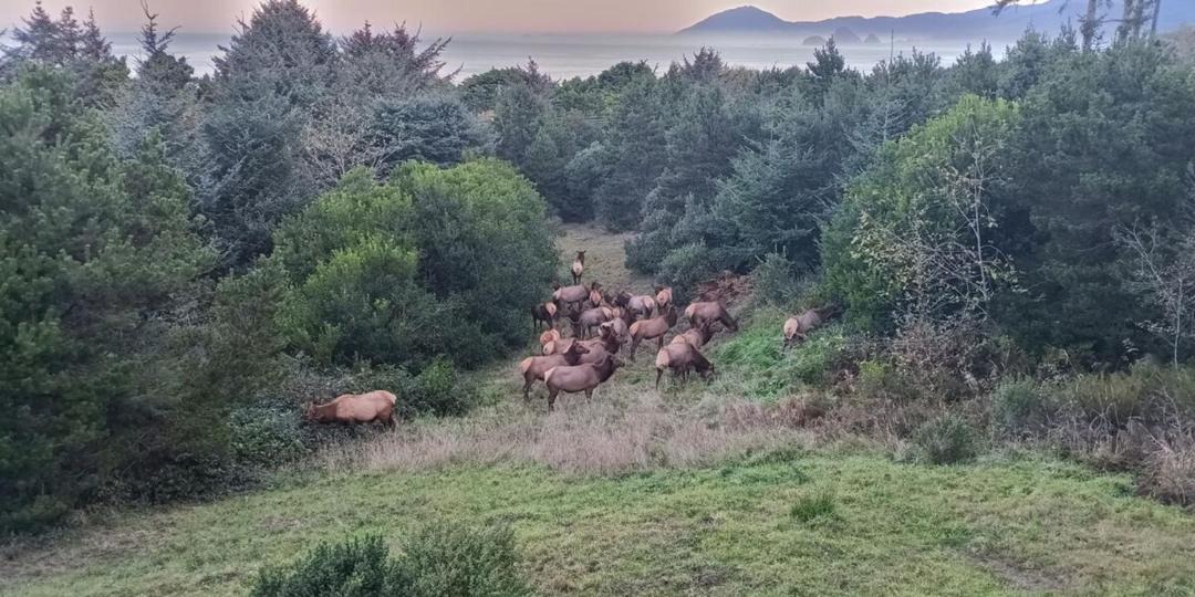 Photo of Others in Gold Beach