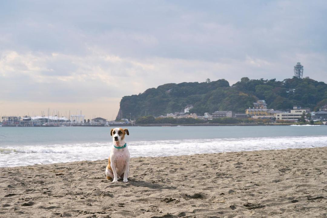 Photo of Others in Koshigoe