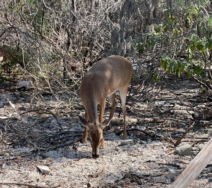 Photo of Others in Long Beach Estates