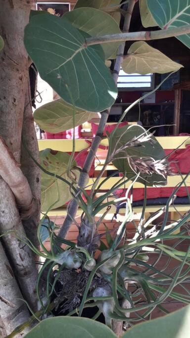 Photo of Outdoor in Deshaies