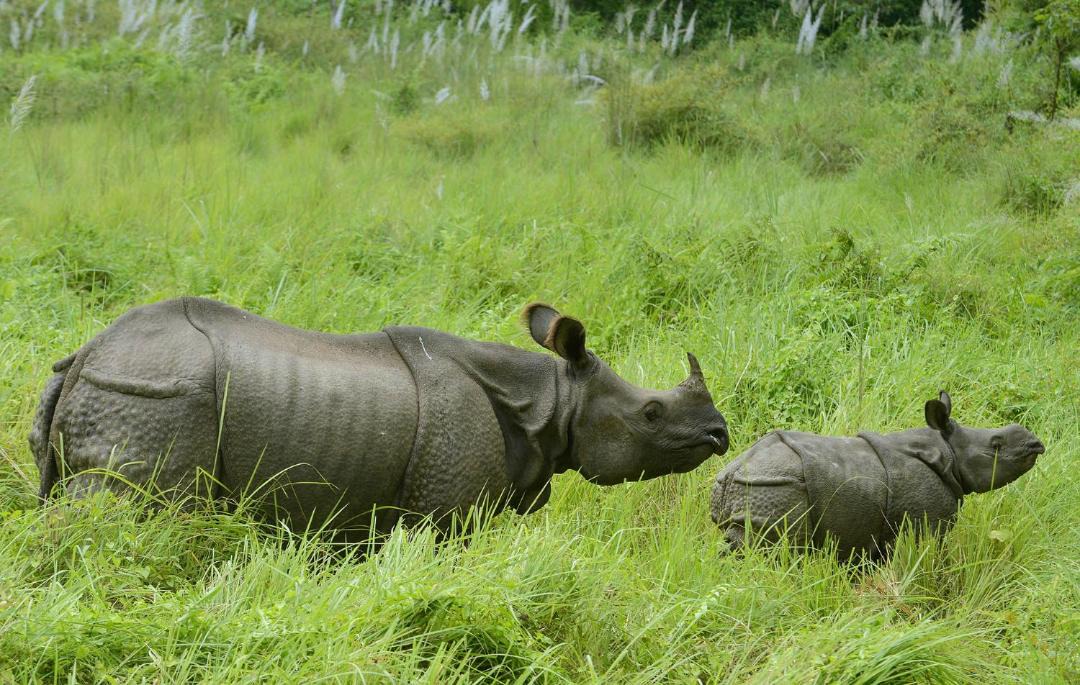 Photo of Others in Chitwan District