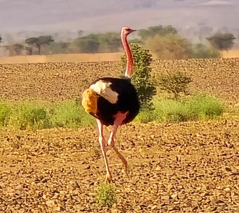 Photo of Human In Picture in Amezrou