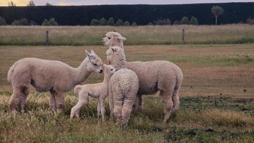 Photo of Others in West Eyreton