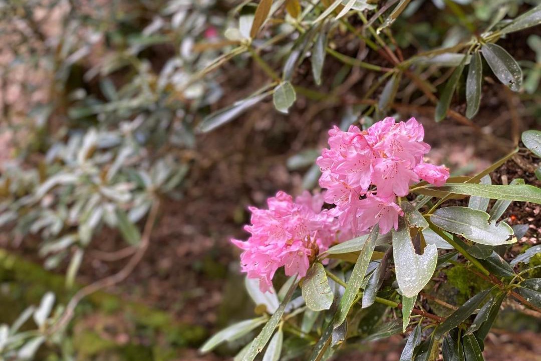 Photo of Outdoor in Koya
