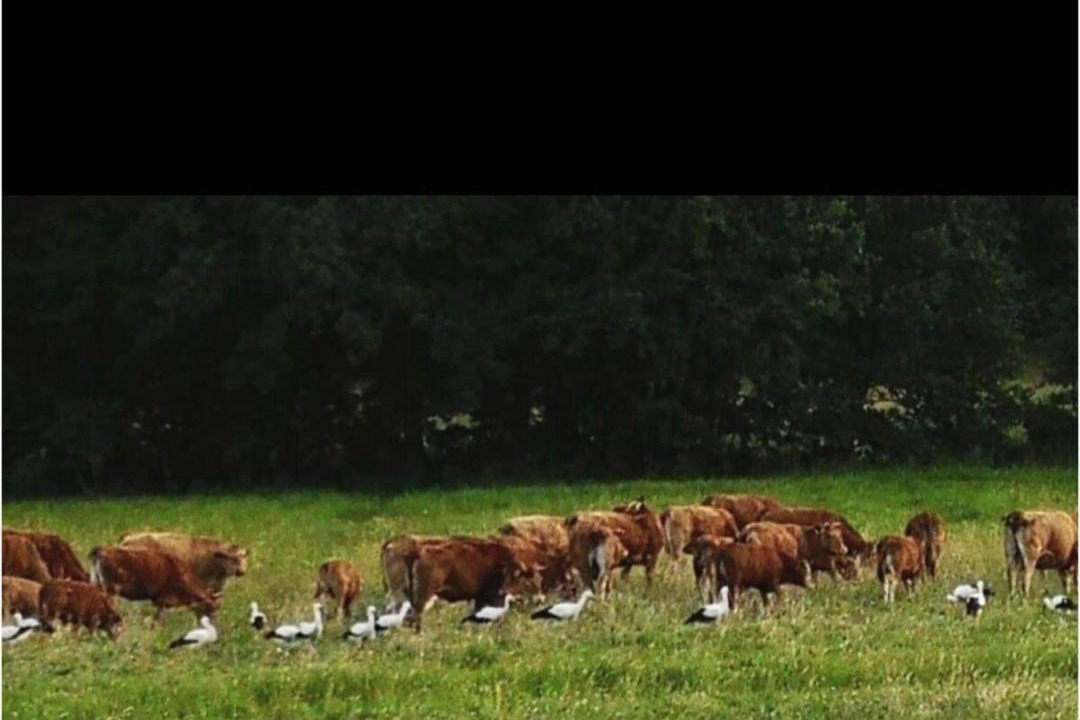 Photo of Others in Dernbach