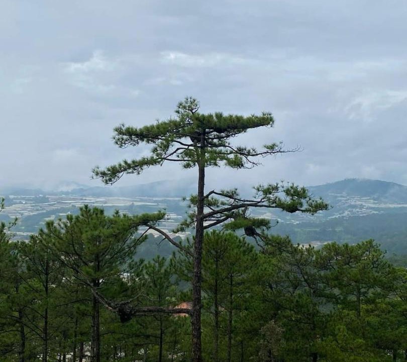 Photo of Others in Da Lat