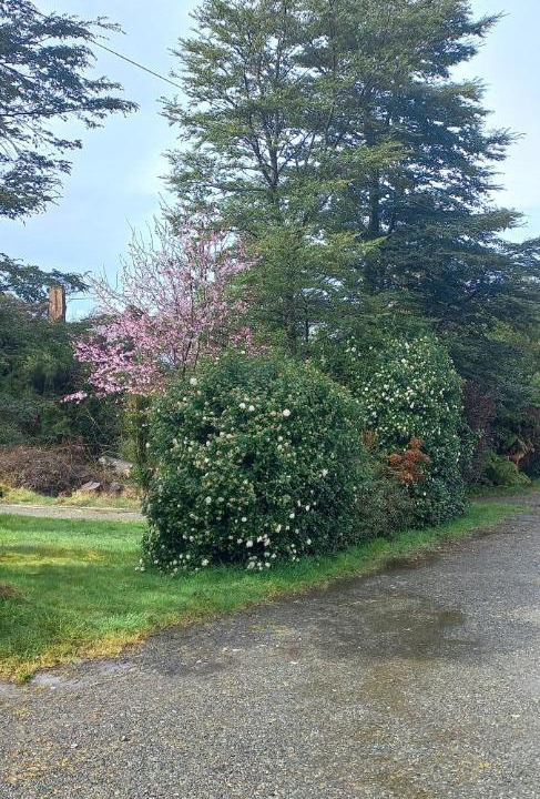 Photo of Others in Puerto Montt