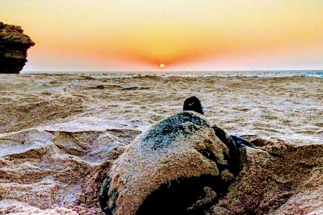 Photo of Human In Picture in Al Hadd