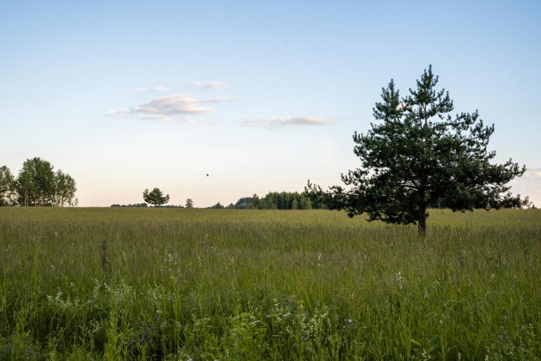 Photo of Others in Torva