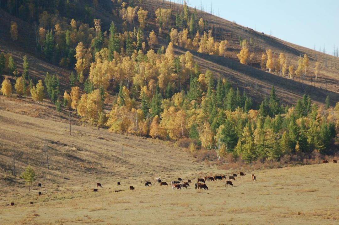 Photo of Others in Ulaanbaatar
