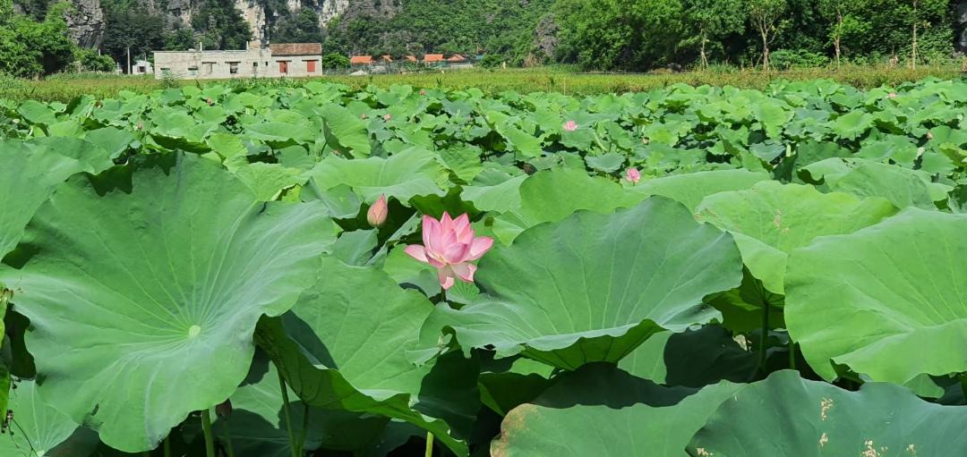 Photo of Others in Ninh Binh