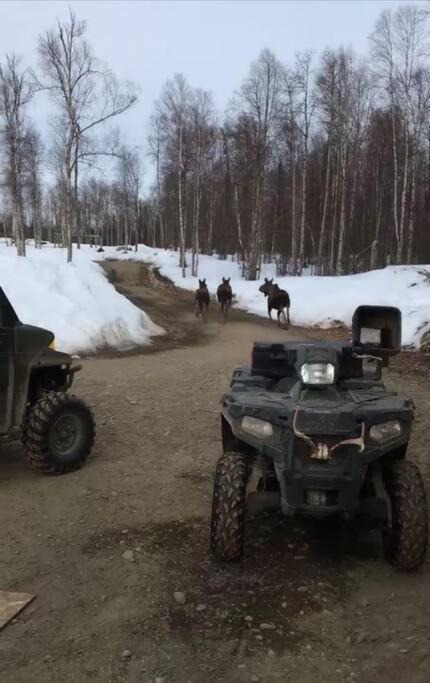 Photo of Others in Susitna North