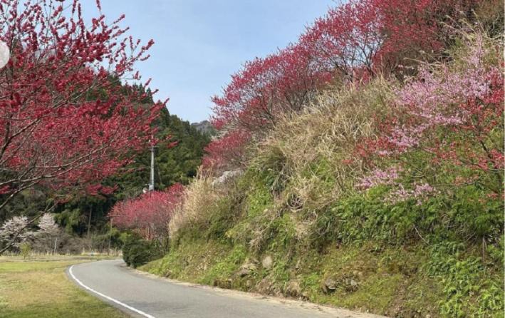 Photo of Others in Echizen-cho