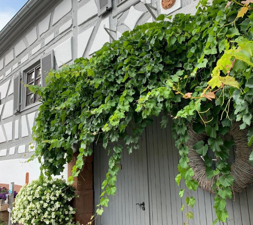Photo of Others in Gleiszellen-Gleishorbach
