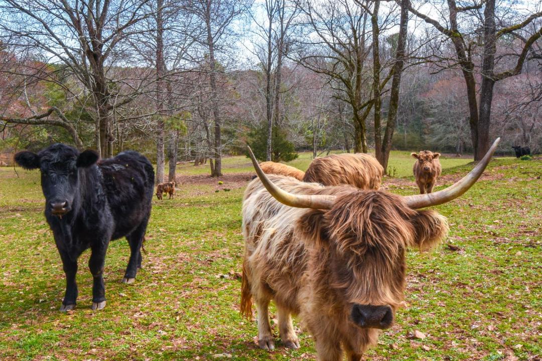 Photo of Others in Clarkesville