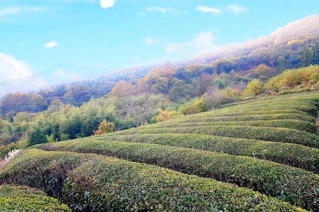 Photo of Outdoor in Boseong