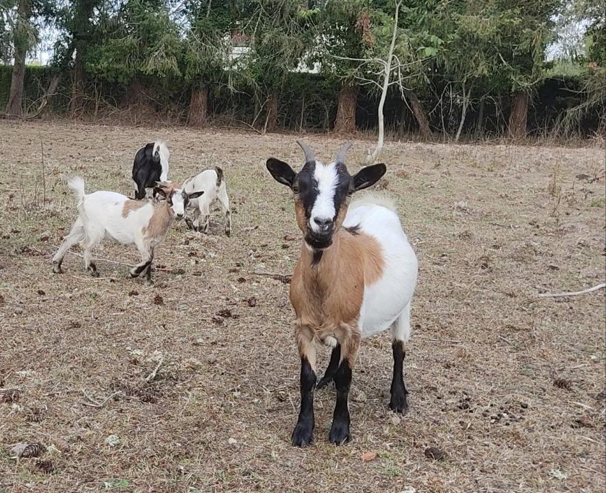 Photo of Others in Neung-sur-Beuvron