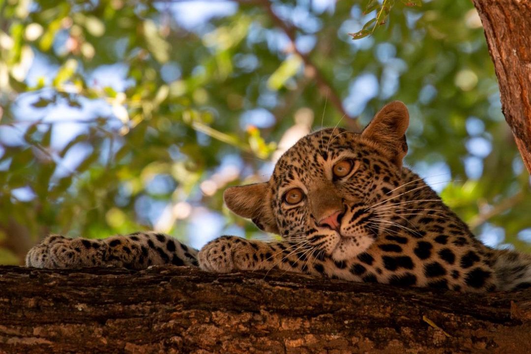 Photo of Others in South Luangwa National Park