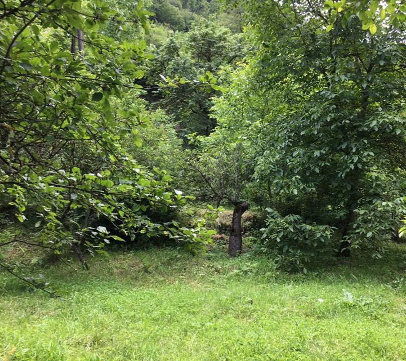 Photo of Others in Dilijan