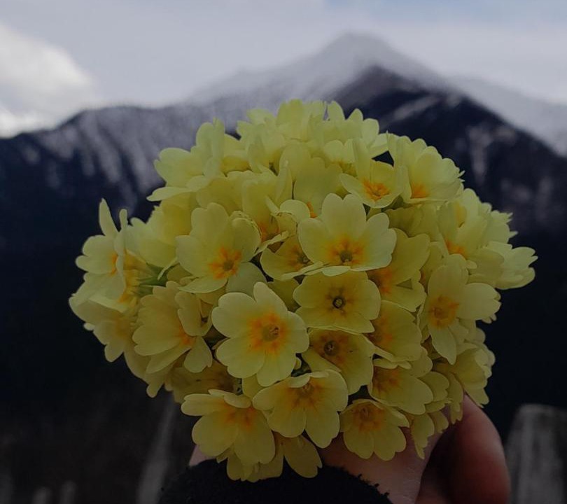 Photo of Outdoor in Tsvirmi