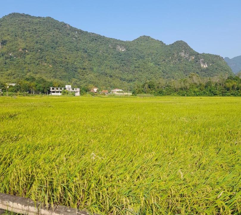 Photo of Others in Mai Chau