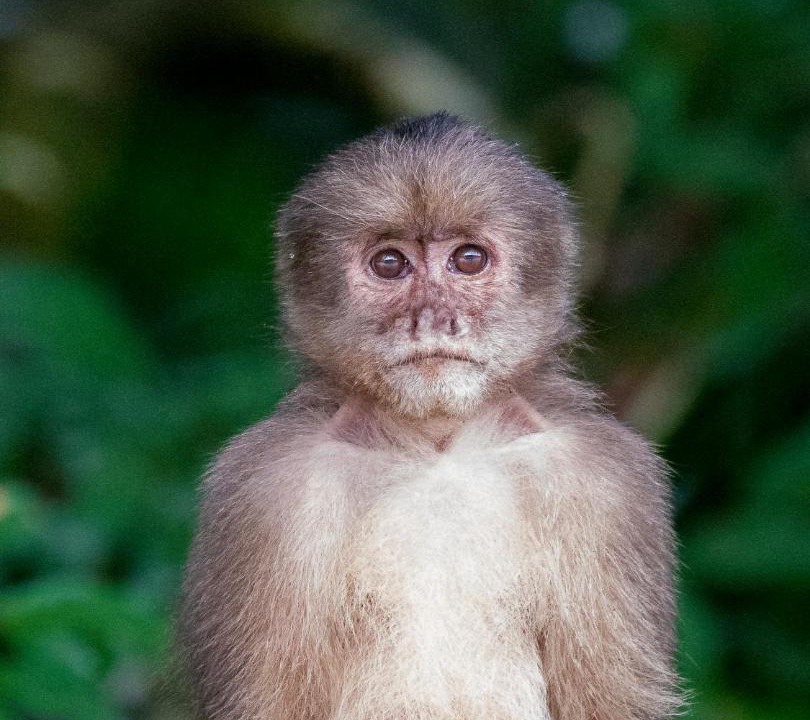 Photo of Human In Picture in Ahuano