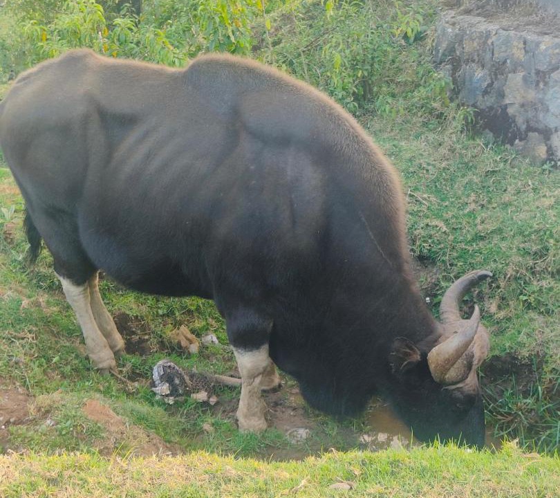 Photo of Outdoor in Kandal