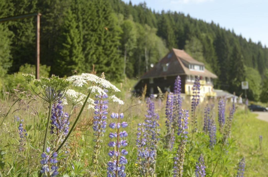 Photo of Others in Hinterzarten