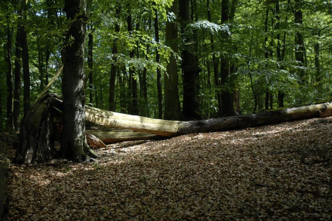 Photo of Others in Oberhavel