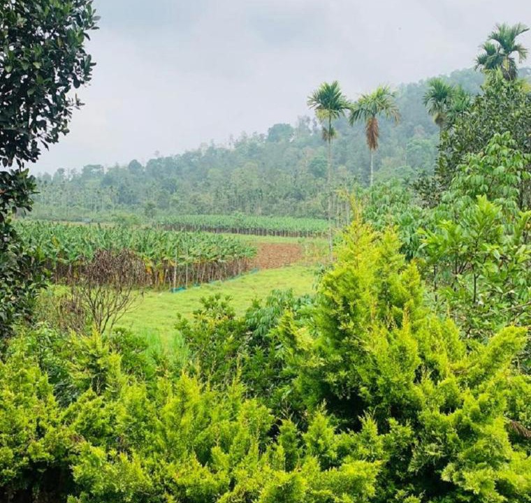 Photo of Outdoor in Vythiri