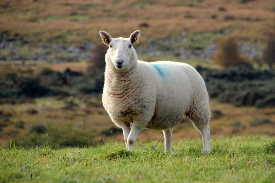 Photo of Others in Knockaderry Cross Roads