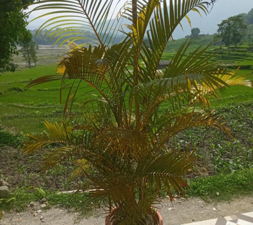 Photo of Patio Balcony in Gandaki Zone